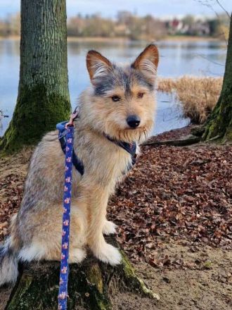 Charly in 14480 Potsdam sucht sein Für-immer-Zuhause