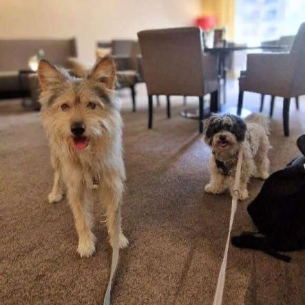 Charly in 14480 Potsdam sucht sein Für-immer-Zuhause