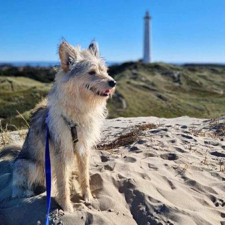 Charly in 14480 Potsdam sucht sein Für-immer-Zuhause