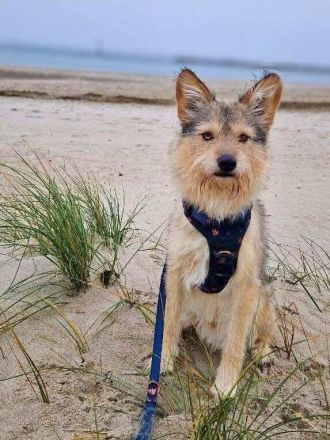 Charly in 14480 Potsdam sucht sein Für-immer-Zuhause