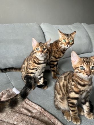 Bezaubernde Bengal-Kätzchen