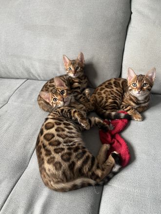 Bezaubernde Bengal-Kätzchen