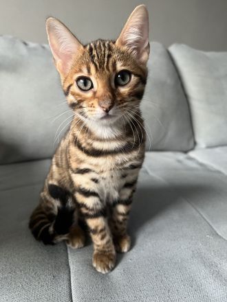 Bezaubernde Bengal-Kätzchen