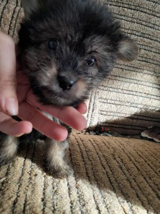 Yorkshire Terrier Mix Welpen suchen zuhause