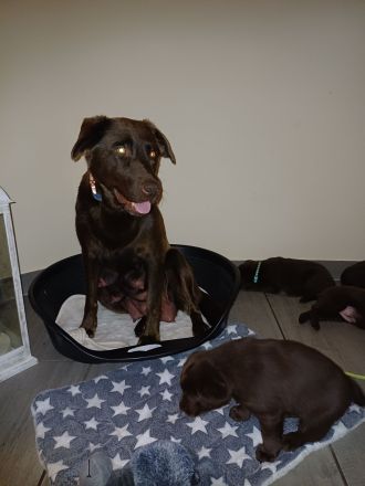 Labrador Welpe braun