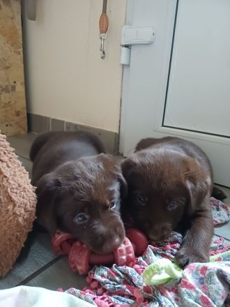 Labrador Welpe braun