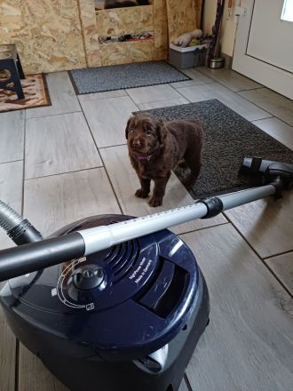 Labrador Welpe braun