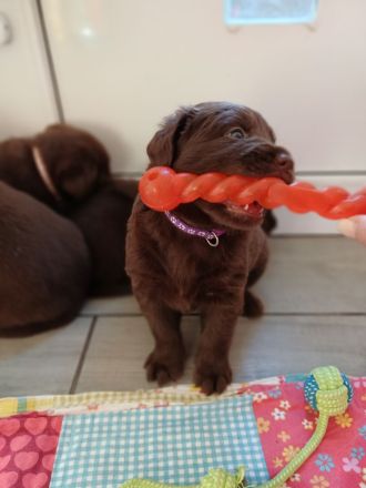 Labrador Welpe braun
