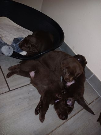 Labrador Welpe braun