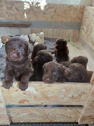 Labrador Welpe braun