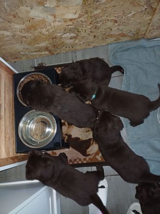 Labrador Welpe braun