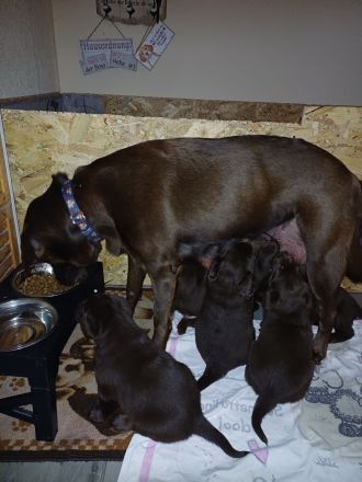 Labrador Welpe braun