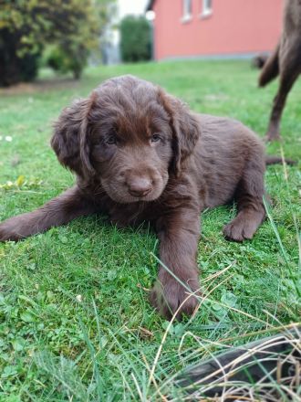 Labrador Welpe braun