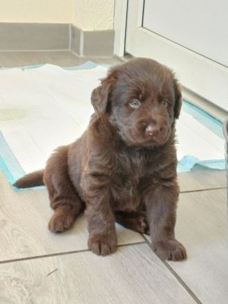 Labrador Welpe braun