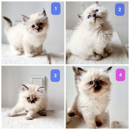 4 reinrassige Ragdoll-Kitten aus liebevoller Familienaufzucht (Köln)