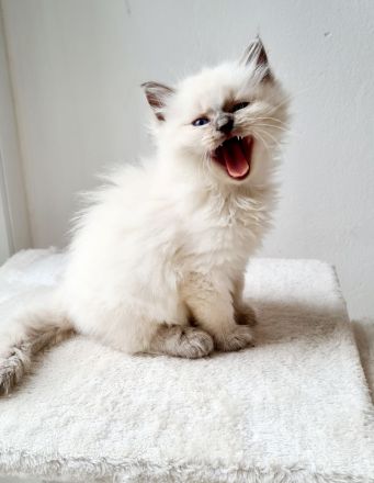 4 reinrassige Ragdoll-Kitten aus liebevoller Familienaufzucht (Köln)