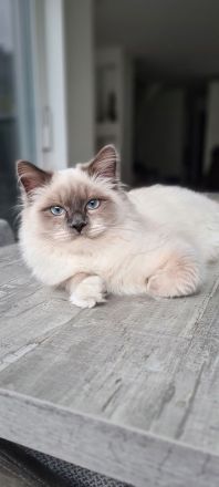 4 reinrassige Ragdoll-Kitten aus liebevoller Familienaufzucht (Köln)