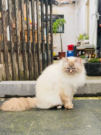 4 reinrassige Ragdoll-Kitten aus liebevoller Familienaufzucht (Köln)