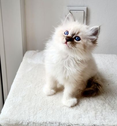 4 reinrassige Ragdoll-Kitten aus liebevoller Familienaufzucht (Köln)