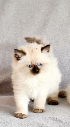 4 reinrassige Ragdoll-Kitten aus liebevoller Familienaufzucht (Köln)