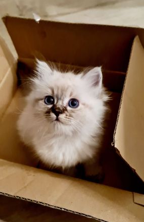 4 reinrassige Ragdoll-Kitten aus liebevoller Familienaufzucht (Köln)