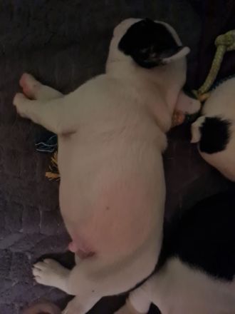 Franz Bulldoggen Welpen