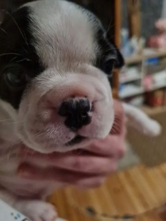 Franz Bulldoggen Welpen