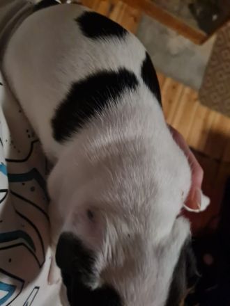 Franz Bulldoggen Welpen