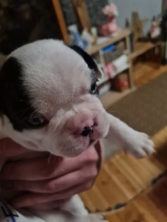 Franz Bulldoggen Welpen