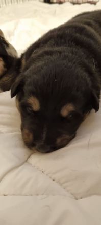 Alaskan Husky Bordercollie Rüde