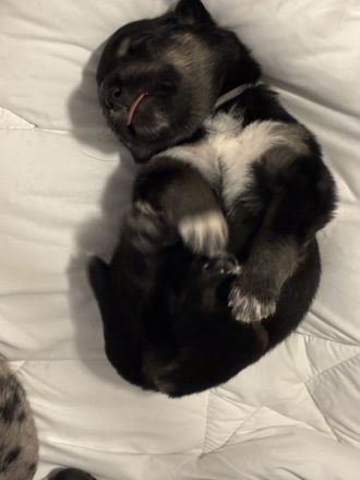 Alaskan Husky Bordercollie Rüde