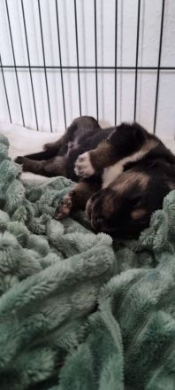 Alaskan Husky Bordercollie Rüde