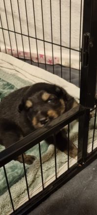 Alaskan Husky Bordercollie Rüde