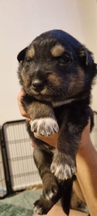 Alaskan Husky Bordercollie Rüde