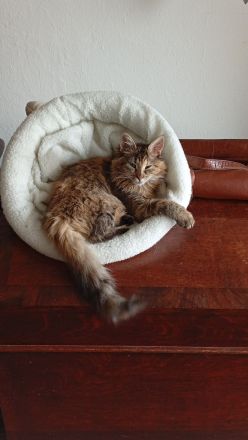 Main Coon, 6 Monate