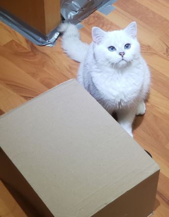 Britisch Kurzhaar Kater BLUE eyes 5 Monate