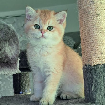 Bkh reinrassige Kitten Gold schadet