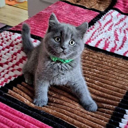 Bkh reinrassige Kitten kurzhaar