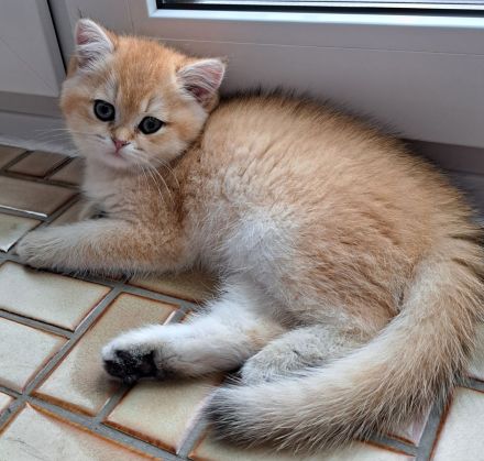 Bkh reinrassige Kitten Gold schadet