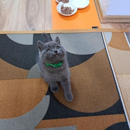 Bkh reinrassige Kitten kurzhaar