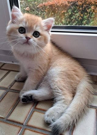 Bkh reinrassige Kitten Gold schadet