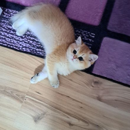 Bkh reinrassige Kitten Gold schadet