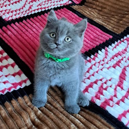 Bkh reinrassige Kitten kurzhaar