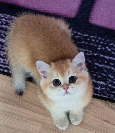 Bkh reinrassige Kitten Gold schadet