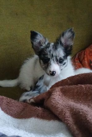 Papillon Welpen