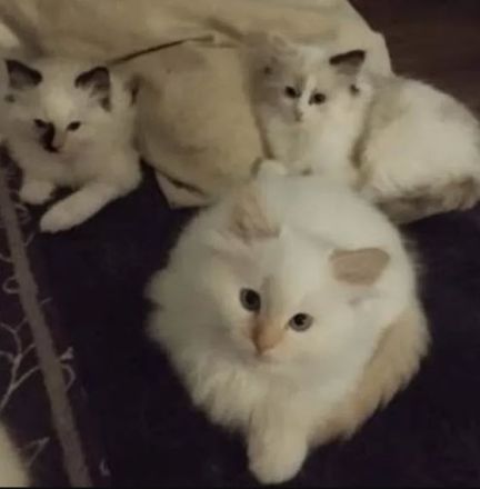 Wunderschöne Ragdoll-Kitten suchen liebevolles Zuhause