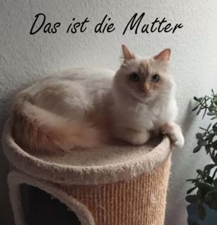 Wunderschöne Ragdoll-Kitten suchen liebevolles Zuhause