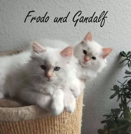 Wunderschöne Ragdoll-Kitten suchen liebevolles Zuhause