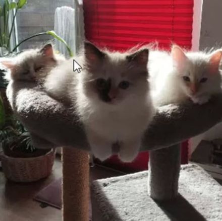 Wunderschöne Ragdoll-Kitten suchen liebevolles Zuhause