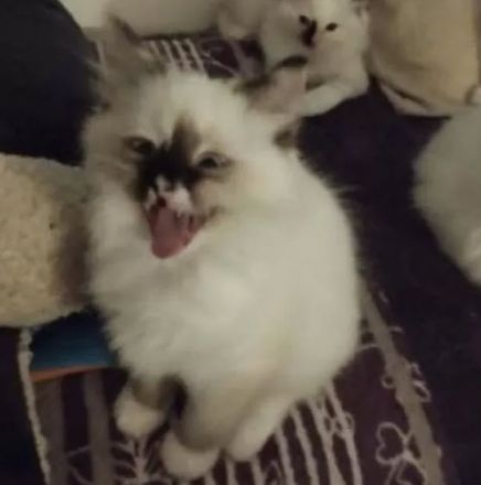 Wunderschöne Ragdoll-Kitten suchen liebevolles Zuhause